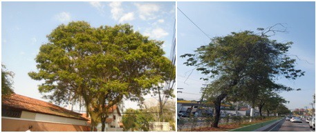 AÇÕES EQUIPES DE ARBORIZAÇÃO URBANA DIA 09/09/2022