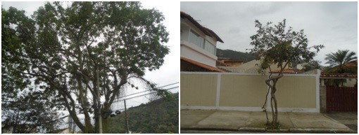 AÇÕES EQUIPES DE ARBORIZAÇÃO URBANA DIA 12/09/2022