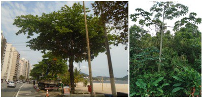 AÇÕES EQUIPES DE ARBORIZAÇÃO URBANA DIA 21/09/2022