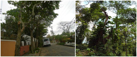 AÇÕES EQUIPES DE ARBORIZAÇÃO URBANA DIA 05/10/2022