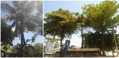 AÇÕES EQUIPES DE ARBORIZAÇÃO URBANA DIA 13/10/2022