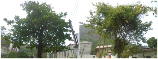 AÇÕES EQUIPES DE ARBORIZAÇÃO URBANA DIA 18/10/2022