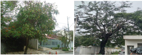 AÇÕES EQUIPES DE ARBORIZAÇÃO URBANA DIAS 01/11 E 02/11/2022