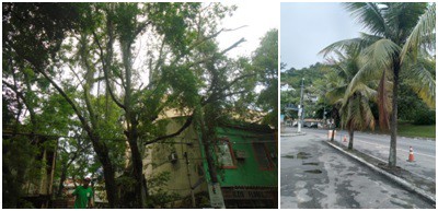 AÇÕES EQUIPES DE ARBORIZAÇÃO URBANA DIAS 04, 05 E 06/11/2022