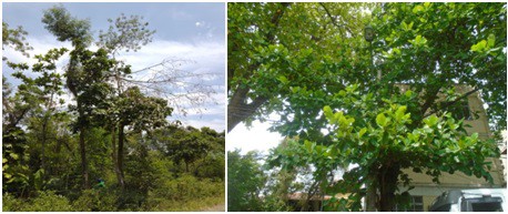 AÇÕES EQUIPES DE ARBORIZAÇÃO URBANA DIA 09/11/2022