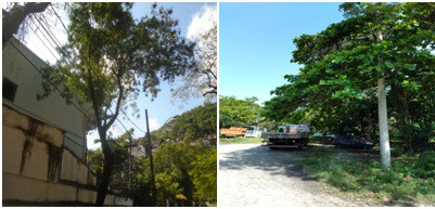 AÇÕES EQUIPES DE ARBORIZAÇÃO URBANA DIA 10/11/2022