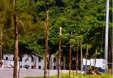Forte do Rio Branco arborizado