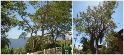 AÇÕES EQUIPES DE ARBORIZAÇÃO URBANA DIA 18/01/2023