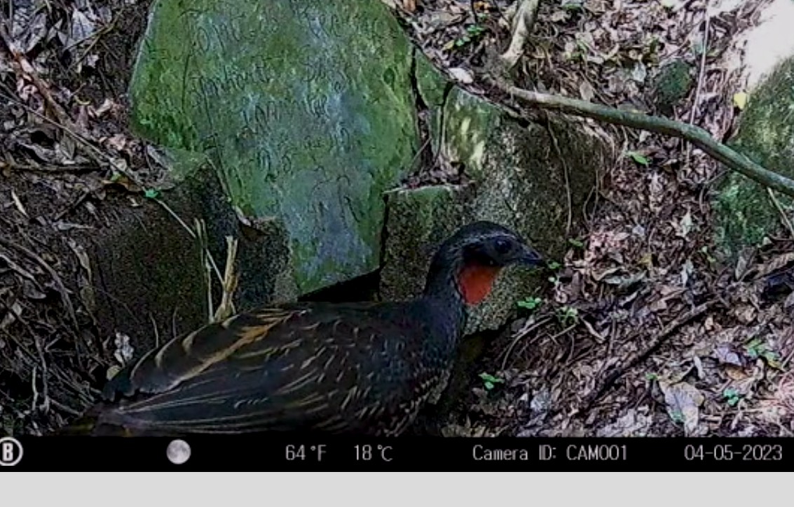 Câmeras especiais registram duas espécies inéditas no Parque Natural Municipal de Niterói (Parnit)