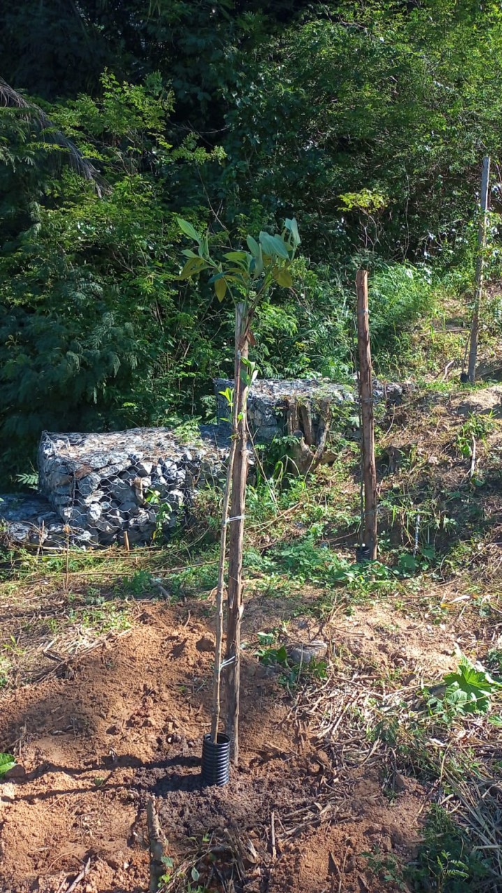 Seconser plantou árvores de restinga em encosta no Morro do Palácio