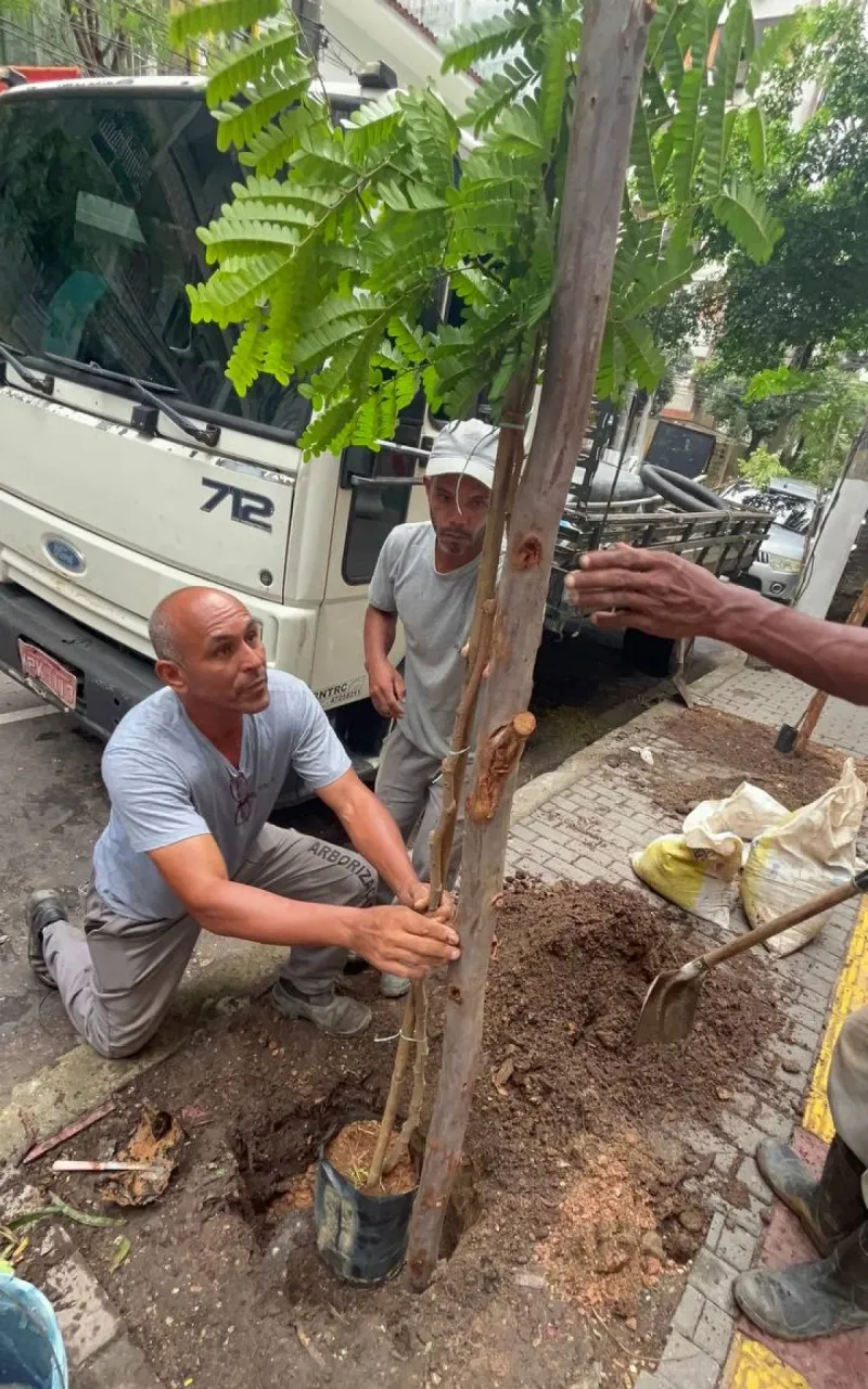 Icaraí recebe corredor de árvores de pau brasil