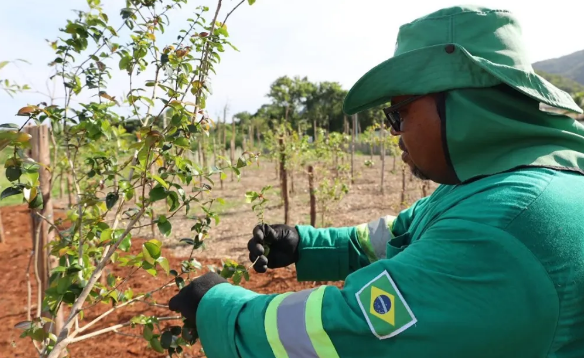 Maior pomar urbano do Brasil em Niterói faz parte do projeto Fruta no Pé