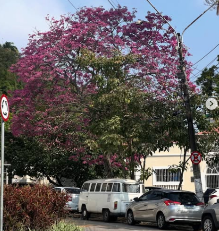 Ipê rosa floresce no inverno e transforma paisagem do Horto do Fonseca. Parque tem ambiente ideal para aproveitar as férias