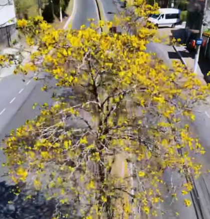 Niterói teve mais de 150 mil mudas plantadas nos últimos anos