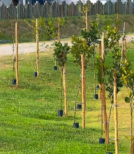 Maior pomar urbano do Brasil já rende frutos