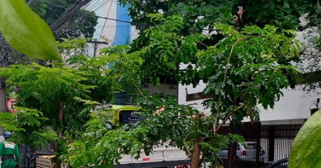 Renovar para florescer: arborização na Rua Pereira da Silva passa por transformação