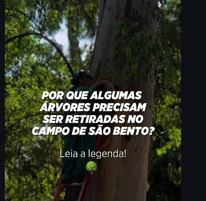 Seis espécies nobres de árvores de Mata Atlântica serão plantadas no Campo de São Bento