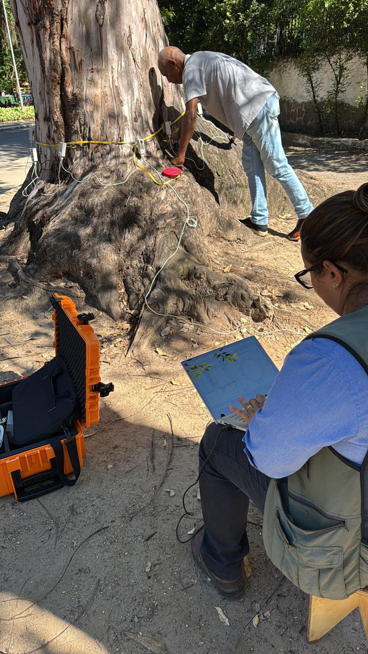 Tomografia avalia estado interno das árvores da cidade