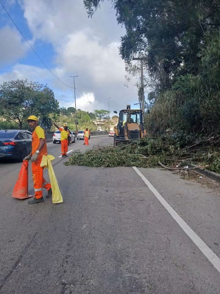 Seconser atualiza número de atendimentos de ocorrências de queda de árvores na cidade devido ao vendaval