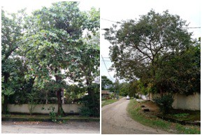 AÇÕES EQUIPES DE ARBORIZAÇÃO URBANA DIA 11/04/2022