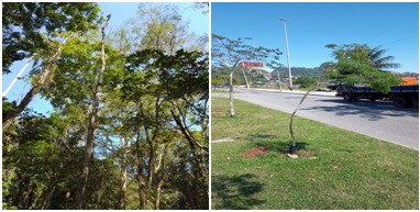 AÇÕES EQUIPES DE ARBORIZAÇÃO URBANA DIA 25/08/2022